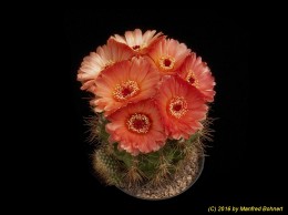 Notocactus ottonis v. vencluisanus 992